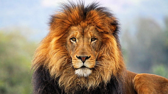 leone, safari, zoo, animali, bello, Sfondo HD HD wallpaper