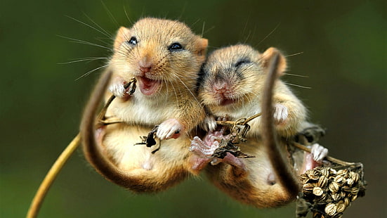 Maus, süße Tiere, 4K, HD-Hintergrundbild HD wallpaper