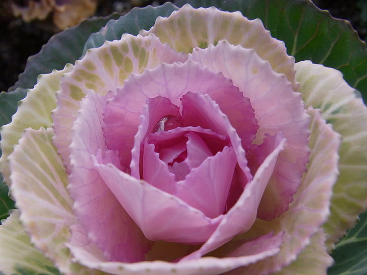foto de primer plano de col floreciente rosa y verde, JPG, rosa, verde, floración, col, primer plano, foto, naturaleza, planta, hoja, frescura, Fondo de pantalla HD