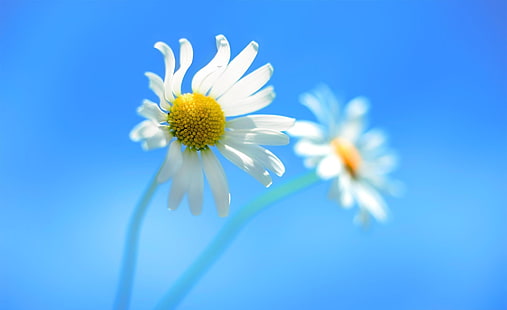 Windows 8 Default, dua bunga daisy putih, Windows, Windows 8, Wallpaper HD HD wallpaper
