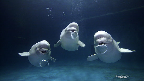 สัตว์, ปลาวาฬเบลูกา, ปลาวาฬ, วอลล์เปเปอร์ HD HD wallpaper