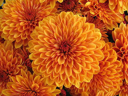 dalia amarilla-naranja flores, dalia, naranja, brote, pétalos, Fondo de pantalla HD HD wallpaper