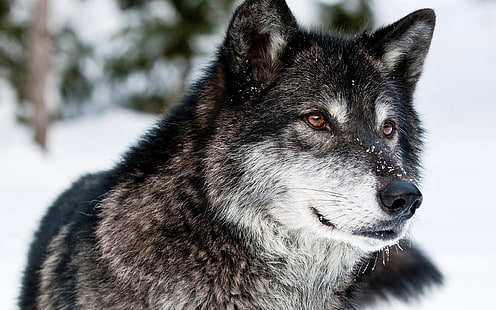 Tapeta HD Black Snow Wolf-High Quality, czarno-biały wilk, Tapety HD HD wallpaper