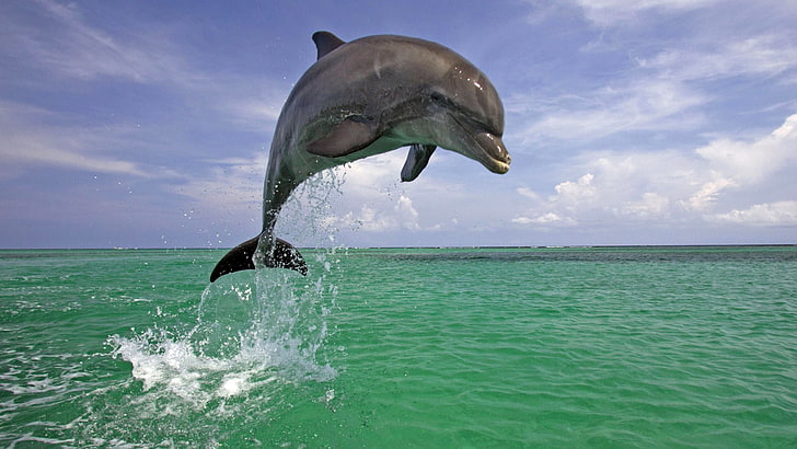 animals, dolphin, sea, jumping, HD wallpaper