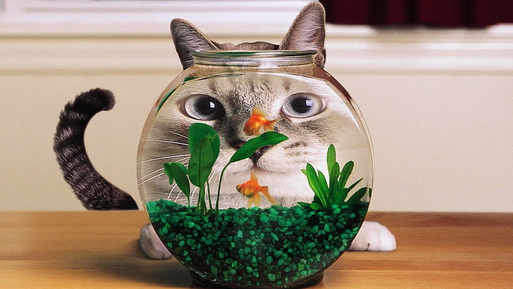 aquário de vidro transparente, gato, aquário, peixe dourado, distorção, humor, HD papel de parede