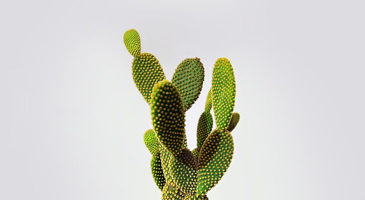 Cactus, cactus plant, Aero, White, Cactus, HD wallpaper