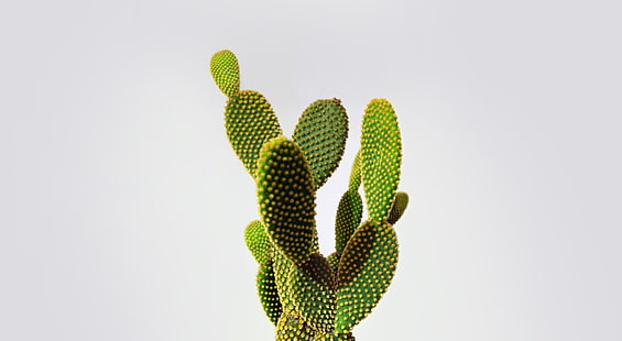 Cactus, cactus plant, Aero, White, Cactus, HD wallpaper HD wallpaper