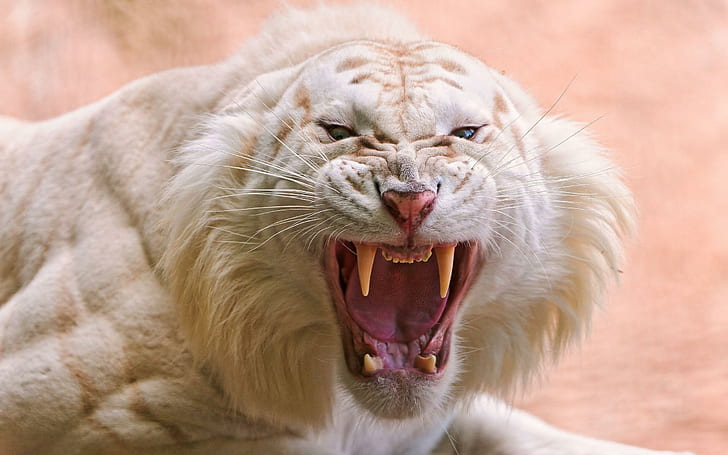 Ядосан бял тигър, бял и кафяв тигър животно, тигър, бял, ядосан, зъби, животни, HD тапет