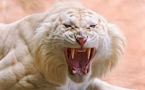 Tigre bianca arrabbiata, tigre bianca e marrone animale, tigre, bianco, arrabbiato, denti, animali, Sfondo HD HD wallpaper