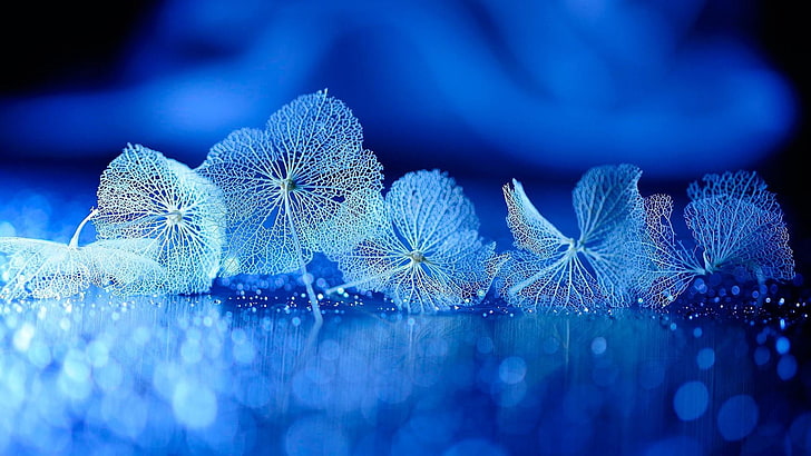 blue, water, droplets, light, macro, close up, drops, flower, surface, leaves, photography, HD wallpaper