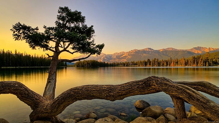 Tree on a lake, brown tree trunk, landscape, lake, tree, water, sunset, HD wallpaper