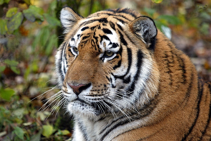 Tiger Hintergrund für Computer, HD-Hintergrundbild