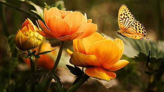 borboleta, jardim, flores, flor de laranjeira, HD papel de parede HD wallpaper
