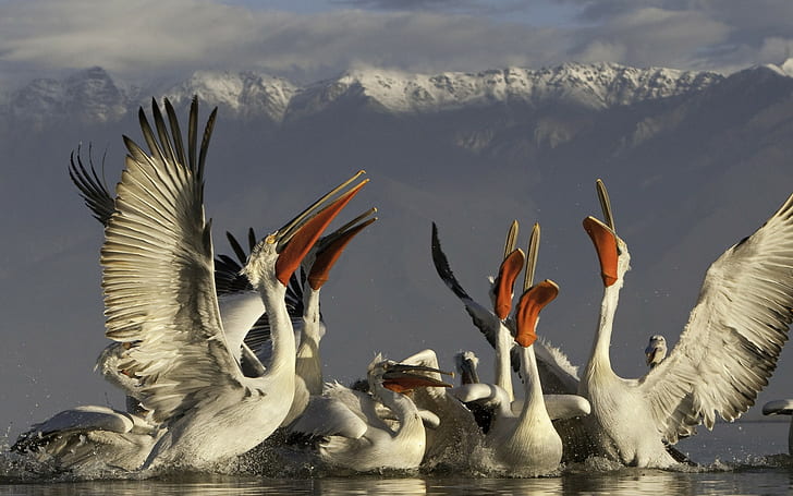 pelicans, birds, mountains, HD wallpaper