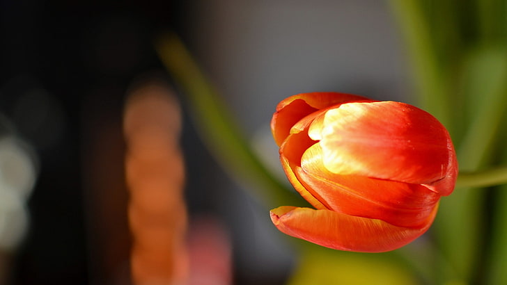bunga, tulip, bunga oranye, Wallpaper HD