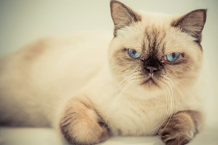 mata biru, kucing, binatang, Wallpaper HD