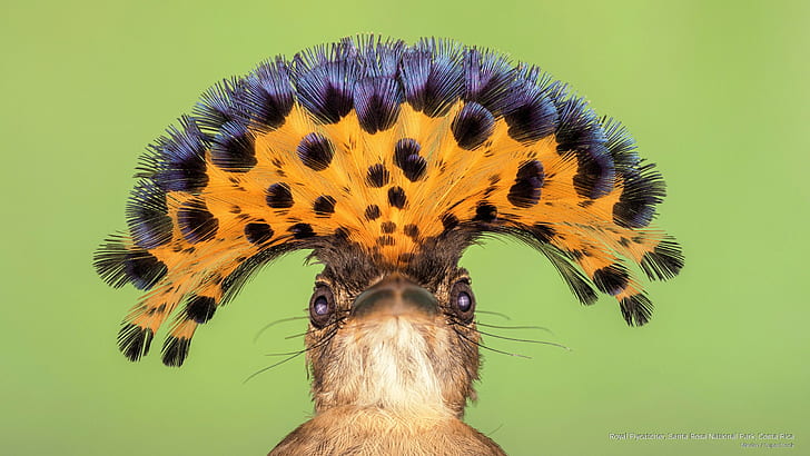 Royal Flycatcher, Santa Rosa National Park, Costa Rica, Birds, HD wallpaper