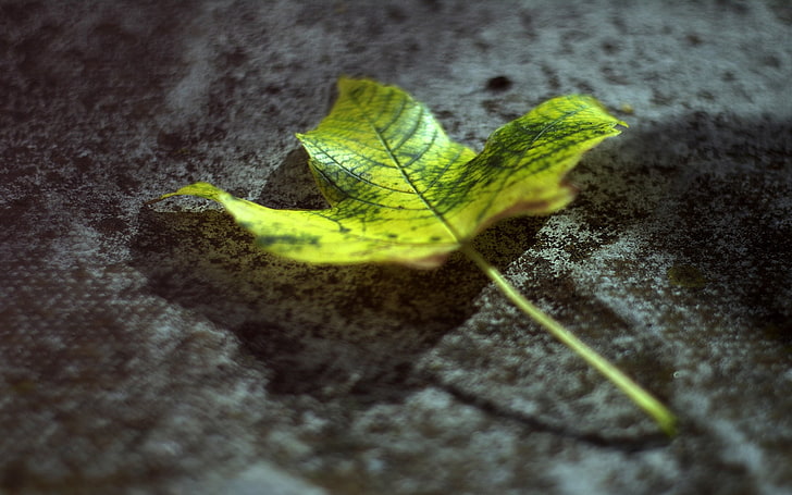 maple leaf, leaf, macro, plant, HD wallpaper