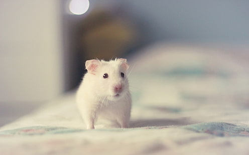 rongeur blanc, hamster, rongeur, animaux, Fond d'écran HD HD wallpaper