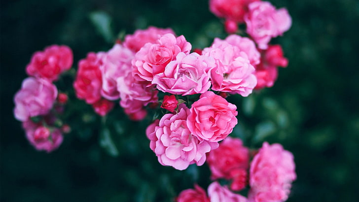 розови листни цветя, цветя, фотография, HD тапет