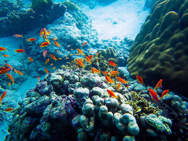 училище от оранжеви риби, животни, море, под вода, природа, риба, HD тапет