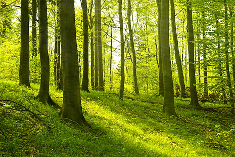 árvores de folhas verdes, árvores, folhas, árvores, folhas verdes, árvores, floresta, floresta, natureza, árvores, floresta, natureza, árvore, ao ar livre, bosque, luz solar, cor verde, paisagem, raio de sol,folha, verão, manhã, luz - fenômeno natural, paisagens, sol, meio ambiente, estação, beleza Na natureza, HD papel de parede HD wallpaper