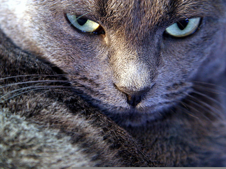 short-coated grey cat, Look, Koshak, neglect, HD wallpaper
