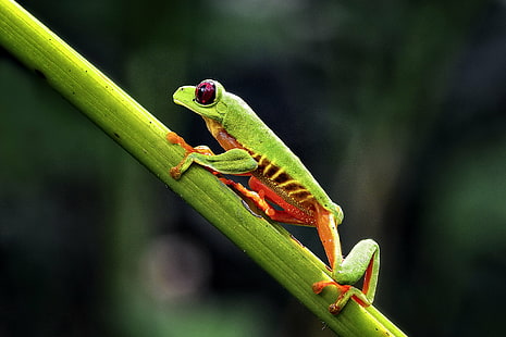 selective photography ofg green frog on green branch, red-eyed tree frog, red-eyed tree frog, Red-Eyed Tree Frog, selective, photography, ofg, green frog, green branch, costa Rica, photo, journey, amphibian, animal, wildlife, nature, frog, close-up, green Color, HD wallpaper HD wallpaper