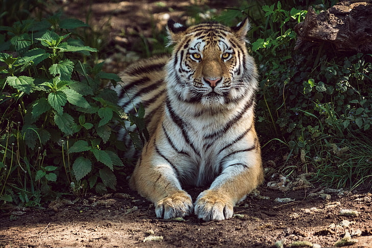 tigre animale, tigre, bugie, grande gatto, predatore, Sfondo HD