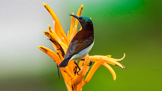 Birds Purple Rumped Sunbird Scientific Name Leptocoma Zeylonica Small Bird Endemic For the Indian Subcontinent Feeding With Nectar Ibland tar insekter, HD tapet HD wallpaper