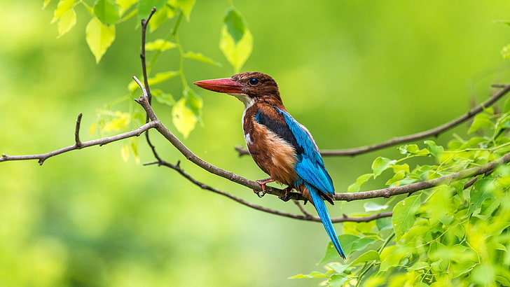 Wallpaper von Birds Kingfisher in den Farben eines Jägers aus Indien für dein PC und Handy mit 3840 × 2160 Pixel, HD-Hintergrundbild