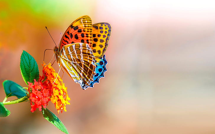 Цветна пеперуда, макро, боке, цветя, цветно, макро, боке, цветя, пеперуда, HD тапет