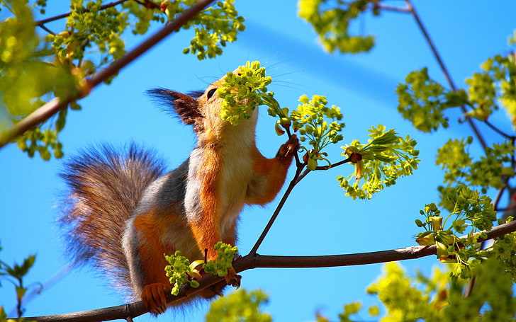 brown squirrel, squirrel, tree, flower, branch, HD wallpaper