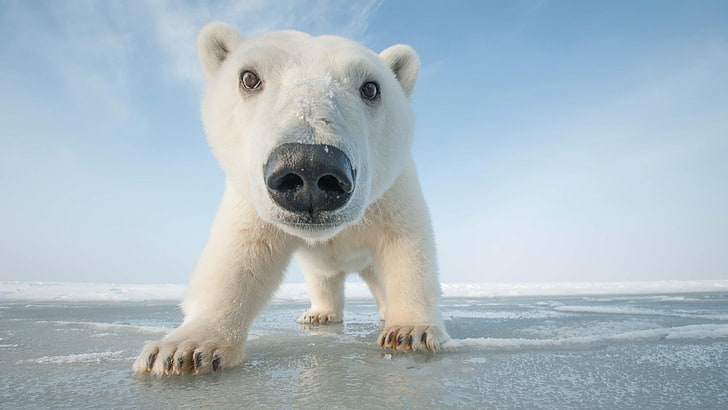 polar bear, cub, bear, arctic, snout, close up, photo, photography, ice, HD wallpaper