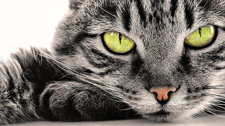 โคลสอัพแมวแมวสัตว์, วอลล์เปเปอร์ HD