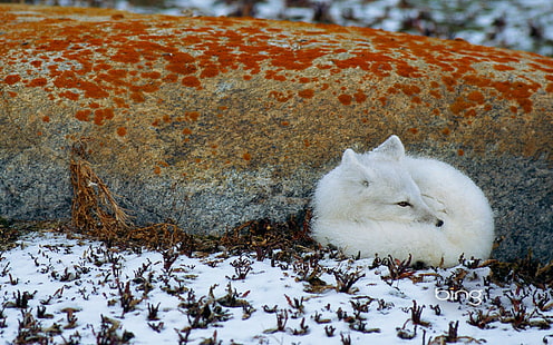 arctic fox, HD wallpaper HD wallpaper