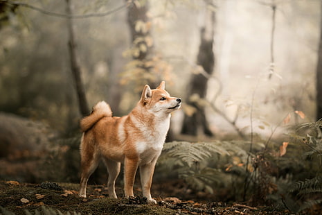 Hunde, Shiba Inu, Schärfentiefe, Hund, Haustier, HD-Hintergrundbild HD wallpaper