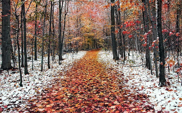 brown forest, path, wood, autumn, snow, november, young growth, HD wallpaper