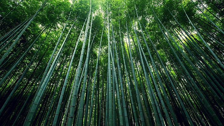 green trees, bamboo, plants, nature, forest, Moso, HD wallpaper