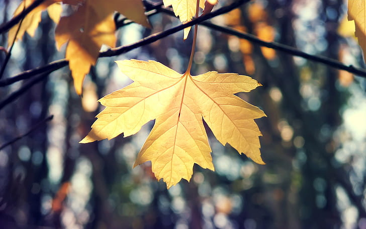 가 잎 HD, 갈색 단풍 잎, 자연가, 잎, HD 배경 화면