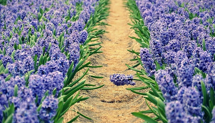 lavender field, hyacinths, spring, sunny, track, bed, HD wallpaper