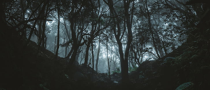 Forest, 500px, dark, trees, HD wallpaper | Wallpaperbetter