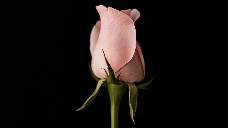 tulipas rosa, HD papel de parede