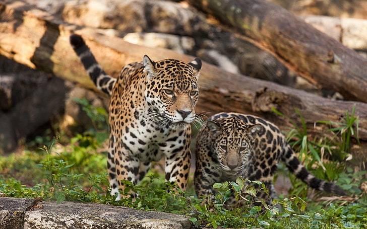 brun och svart leopardtryck textil, leopard (djur), leopard, djur, HD tapet