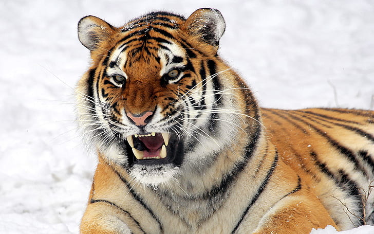 Wild Tiger Predator, orange tiger, tiger, wild, predator, HD wallpaper
