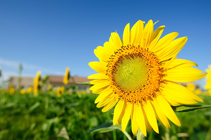 selective focus photography of sunflower, Sunomata, selective focus, photography, 日本, JP, Petal, 花, Sunflower, field, Flower garden, Yellow, ひまわり, 墨俣, Ogaki, 大垣, Gifu, Nikon  D3S, AF, NIKKOR, 20mm, f/1, 8G, nature, agriculture, summer, plant, flower, outdoors, rural Scene, sky, growth, blue, HD wallpaper