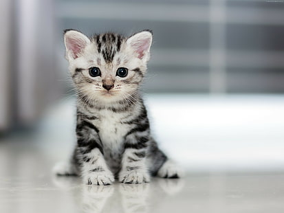 cute, 4K, Cat, Kitten, HD wallpaper HD wallpaper