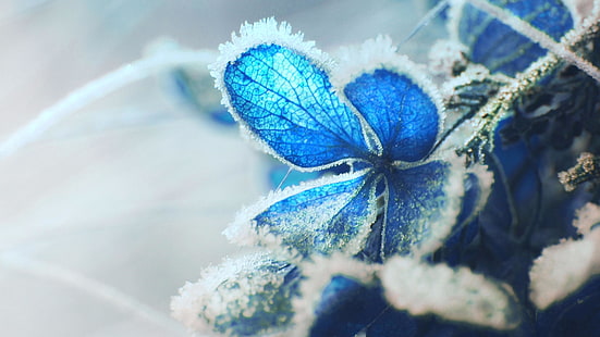 น้ำค้างแข็ง, การถ่ายภาพมาโคร, น้ำค้างแข็ง, จังหวะ, สีน้ำเงิน, ดอกไม้สีฟ้า, ดอกไม้, แช่แข็ง, การแช่แข็ง, ไฮเดรนเยีย, Hortensia, น้ำแข็ง, วอลล์เปเปอร์ HD HD wallpaper