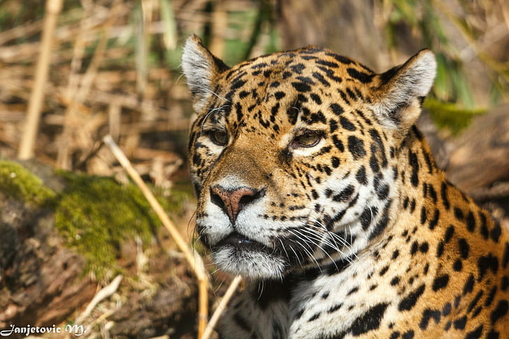 Jaguar Wild Cat Muzzle Desktop, котки, работен плот, ягуар, муцуна, див, HD тапет