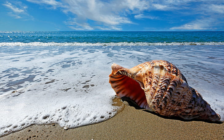 Shell on sand, Nature, Sea, beach, clouds, sand, shells, HD wallpaper